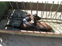 200_santa-cruz-biotechnology-goat-6.jpg original image ( 760x554)