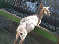200_santa-cruz-biotechnology-goat-7.jpg original image ( 760x634)