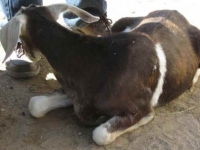 200_santa-cruz-biotechnology-goat-8.jpg original image ( 760x471)
