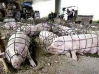 200_pigs.jpeg original image ( 275x183)