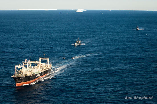 20130301_nisshin-maru-small-boats-steve-irwin-bob-barker.jpg 