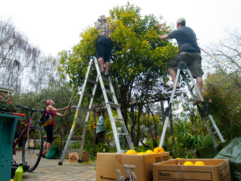 fruit-tree-project_6_3-23-13.jpg 