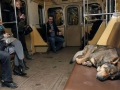 120_sleeping_dogs_lie.jpg original image ( 500x339)