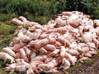 200_pigs.jpg original image ( 344x344)