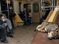 200_sleeping_dogs_lie.jpg original image ( 500x339)
