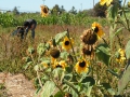 120_occupy_the_farm_harvest_party_sept_2012.jpg original image ( 2048x1536)