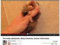 120_mary_cummins_make_baby_possum_cry.jpg original image ( 855x641)