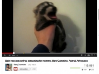 200_mary_cummins_makes_a_baby_raccoon_scream.jpg original image ( 869x686)