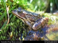 120_rs5825_cascades_frog_rana_cascadae_james_bettaso_usfws_fpwc.jpg original image ( 700x525)