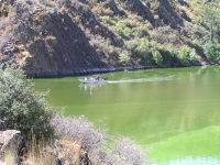 200_fishing_for_toxins_sm.jpg original image ( 2288x1712)