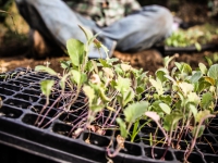 200_hayes_valley_farm_baby_vegetables.jpg original image ( 2352x1568)