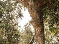 200_hayes_valley_farm_treesit_3.jpg original image ( 1568x2352)