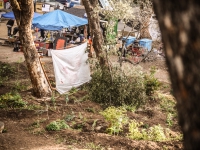 200_hayes_valley_farm_veiw_from_tree_3.jpg original image ( 2352x1568)