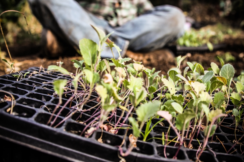 800_hayes_valley_farm_baby_vegetables.jpg 