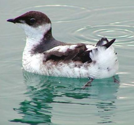 marbeled-murrelet.jpg 