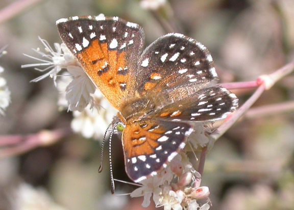 rs10023_langes_metalmark_butterfly_usfws_fpwc.jpg 