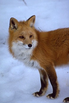 sierra_nevada_red_fox_usda_fpwc.jpg 