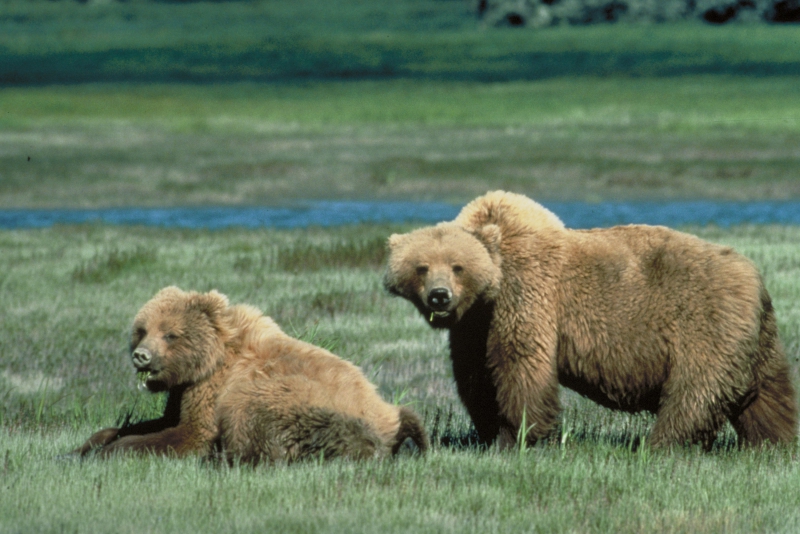 800_grizzly_bear_usfws_fpwc.jpg 