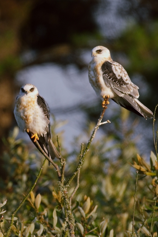 800_kites-perch.jpg 