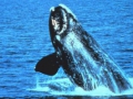 north-atlantic-right-whale.jpg