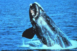 north-atlantic-right-whale.jpg 