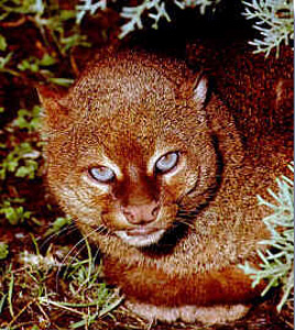 gulf_coast_jaguarundi_herpailurus_yagouaroundi_cacomitli_usfws_fpwc.jpg 