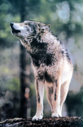 gray_wolf_northern_rockies_nps_fpwc.jpg 