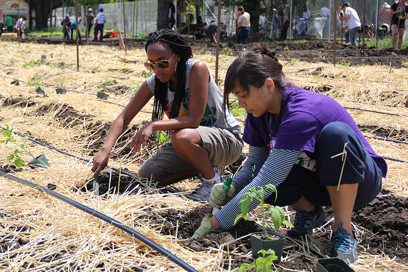 gilltract-communityfarmday_20140426_011.jpg 