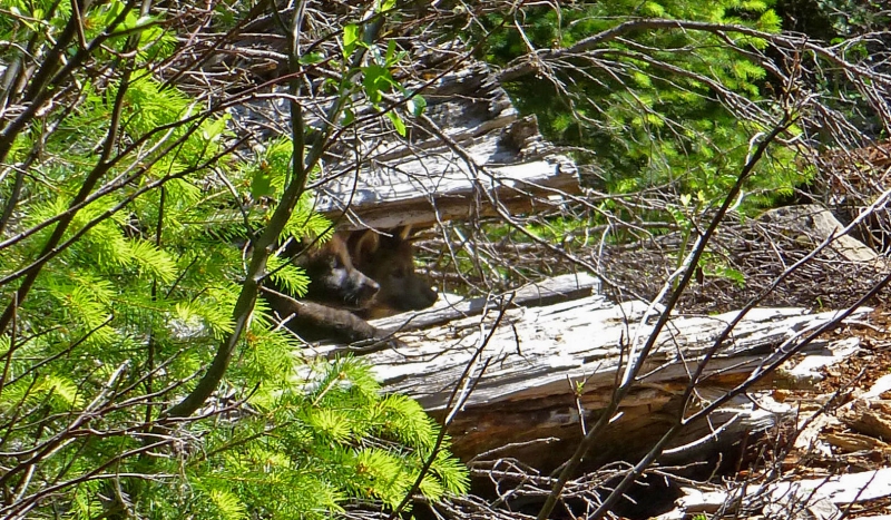 800_or_7_wolf_pups__rogue_river_siskiyou_national_forest_usfws.jpg 