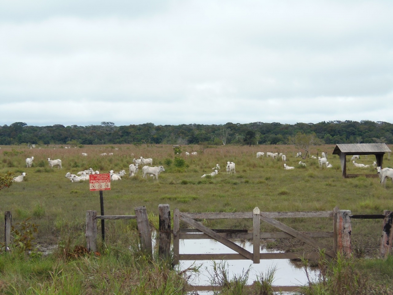 800_08__cattle_ranch_in_amazonas_state.jpg 