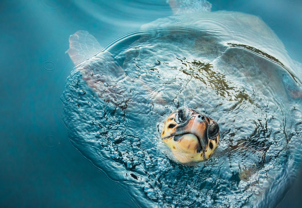 loggerhead-coming-up-for-air-web.jpg 