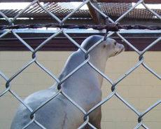 seal-at-morro-bay-aquarium.jpg 