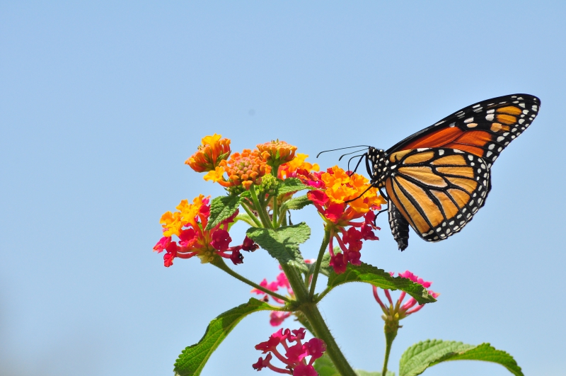 800_monarch_butterfly_danaus_plexippus_tiago_j_g_fernandes_wikimedia_commons_by_cc_fpwc.jpg 