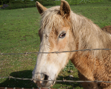 misty-the-horse-shot-in-santa-rosa-2014.jpg 