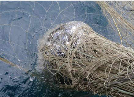 gray_whale_california_drift_gillnet_noaa.jpg 