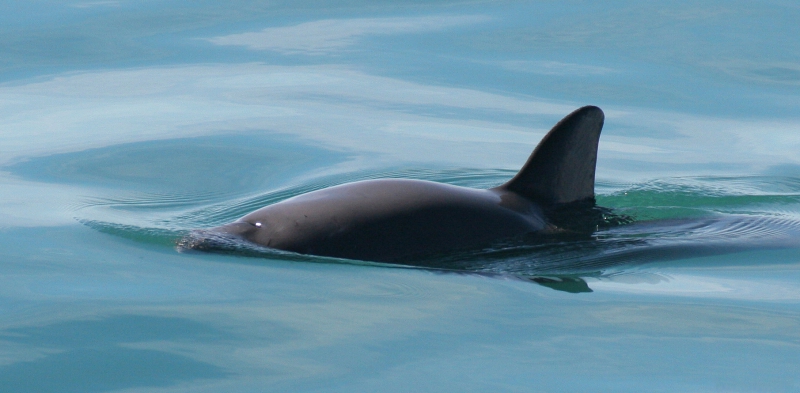 800_vaquita_paula_olson_noaa.fpwc_.jpg 