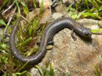 200_kern_canyon_slender_salamander_batrachoceps_simatus__c_2010__andreas_kettenburg_fpwc.jpeg