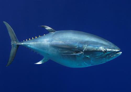 pacific_bluefin_tuna.jpg 