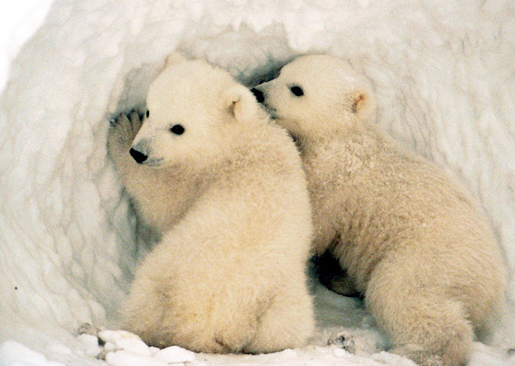 polar_bear_cubs_alaska.jpg 