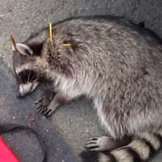 racoon-west-oakland.jpg 