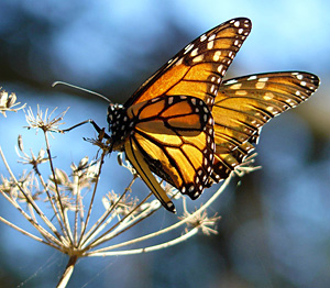 monarch_butterfly_docentjoyce_wikimedia_commons.jpg 