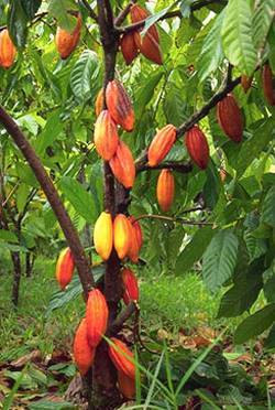 tropical-fruit-tree.jpg 
