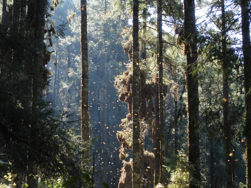 800_abies_religiosa_chincua_4.jpg 