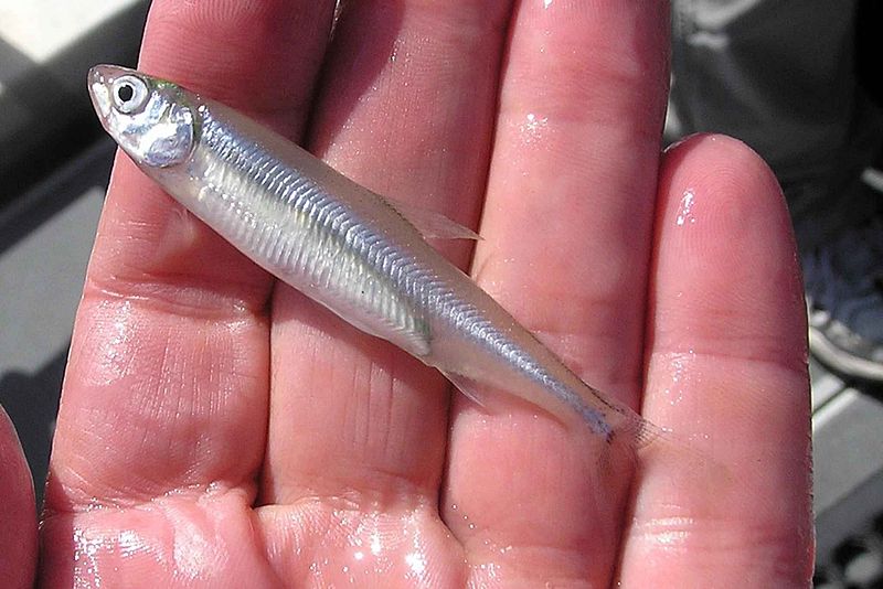 800px-delta_smelt_fish_in_hand.jpg 