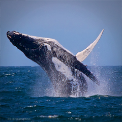 whales-cc-denis-hawkins.jpg 