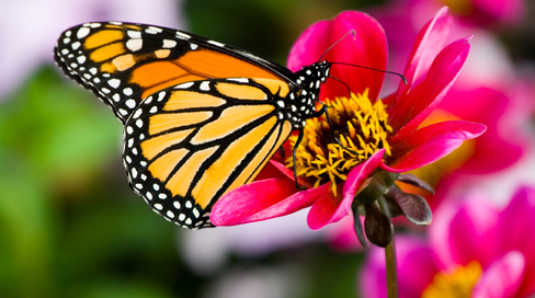 monarch-butterfly-and-flower.jpg 
