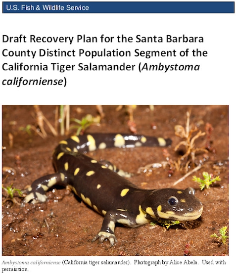 draft_recovery_plan_for_the_santa_barbara_dps_of_california_tiger_salamander.pdf_600_.jpg