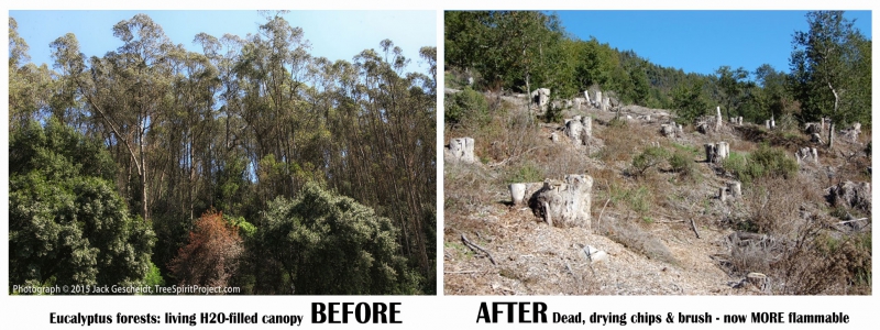 800_before-after-eucalyptus-forest-eb-8156-v4-flyer_web.jpg 