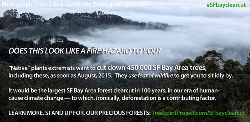 800_sf-bay-450_000-tree-clearcut-1500p-fear1.jpg 