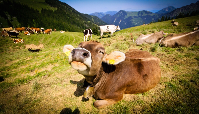 800_happy-cow.jpg 